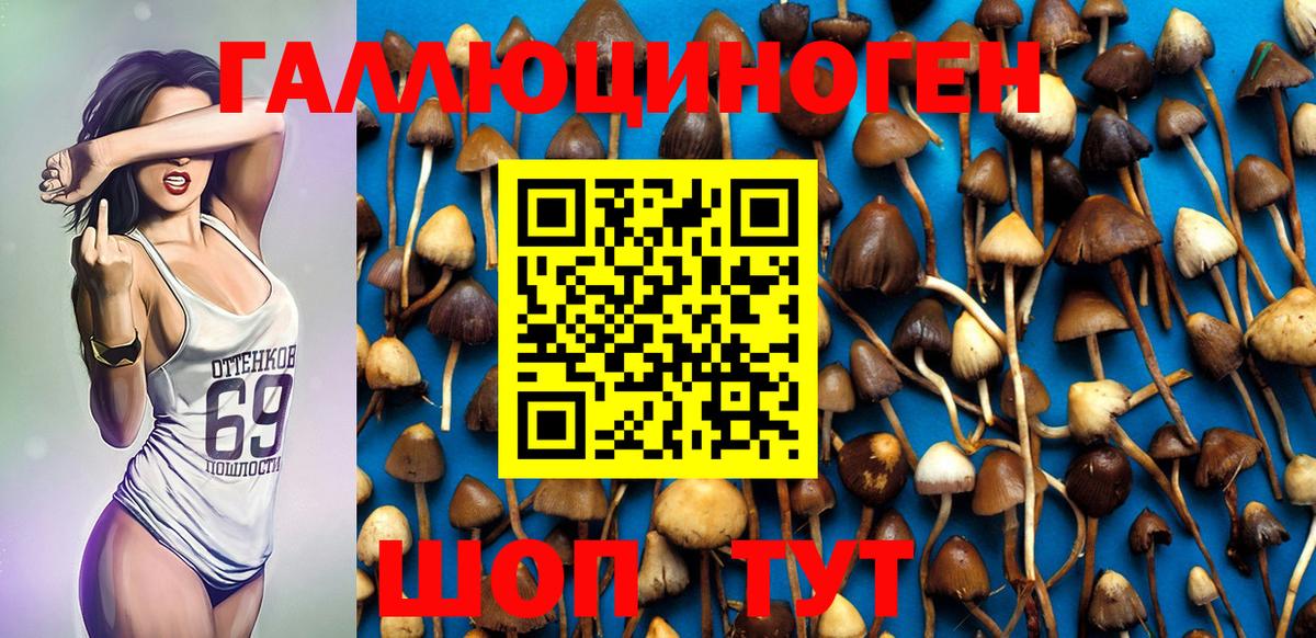 Мыски  Псилоцибиновые грибы Psilocybine cubensis  Вход с VPN 